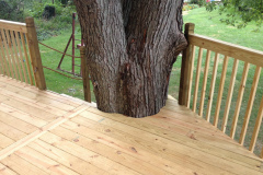 Cedar deck built around a mature oak tree